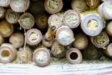 Insect Hotel in Nature Eco Friendly Habitat for Bees and Bugs