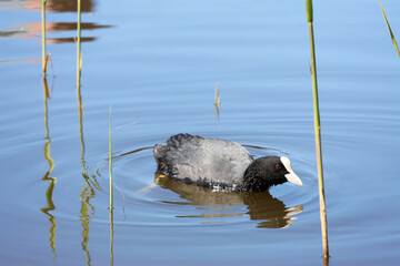 Eurasian Coot Swimming in Calm Lake Water.