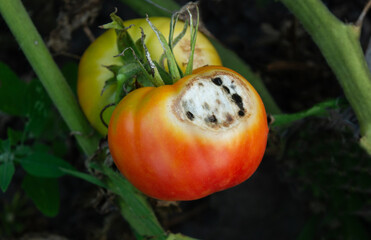Phytophthora fungus on tomatoes. Agriculture.