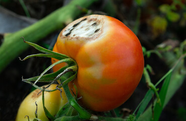 Phytophthora fungus on tomatoes. Agriculture.