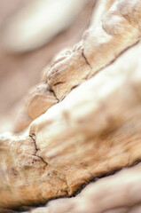 Wood texture of a delicate fawn color with folds and cracks