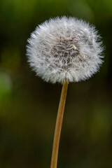 dandelion seed head