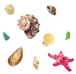 Colorful Seashells falling in the air isolated on white background. Summer time concept.