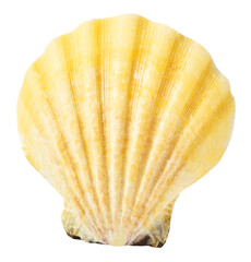 Colorful Seashells falling in the air isolated on white background. Summer time concept.