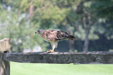 Red Tailed Hawk sitting on the fence