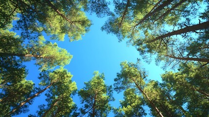 Forest canopy looking up at the blue sky with tall pine trees and green foliage