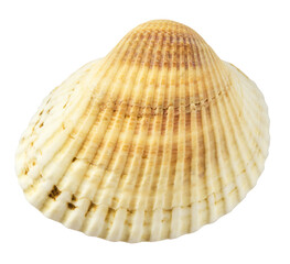 Colorful Seashells falling in the air isolated on white background. Summer time concept.