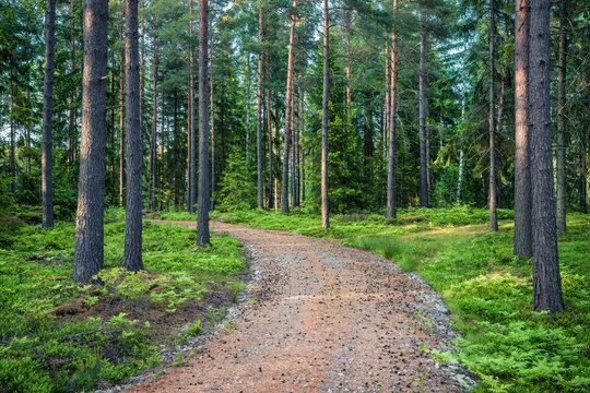 footpath in the forest