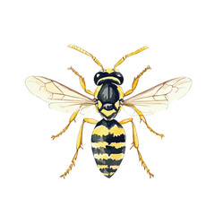 Watercolor Illustration of a Yellow Jacket Wasp with Detailed Wings and Stripes