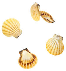 Colorful Seashells falling in the air isolated on white background. Summer time concept.