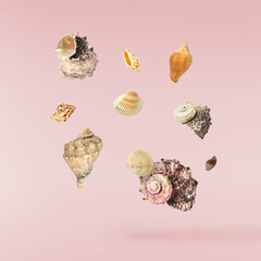 Colorful Seashells falling in the air isolated on pink background. Summer time concept.