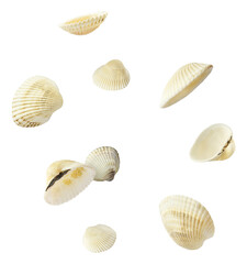 Colorful Seashells falling in the air isolated on white background. Summer time concept.