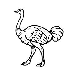 ostrich vector realistic line icon on white background
Vector line icon animal, wildlife