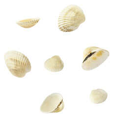 Colorful Seashells falling in the air isolated on white background. Summer time concept.
