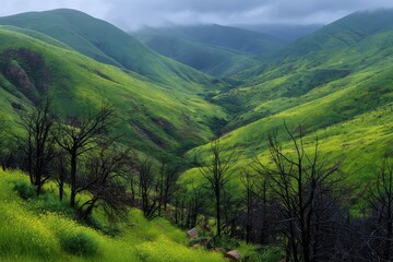 Naklejka premium Serene mountain valley landscape with lush greenery and burned trees