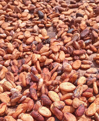 Dry Cocoa beans. Dried goji berries