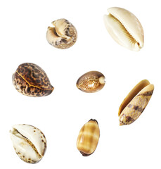 Colorful Seashells falling in the air isolated on white background. Summer time concept. Tropical levitation or zero gravity conception.