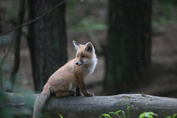 red fox cub