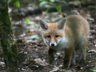 Baby red fox vulpes