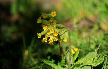 yellow flower in the muntain