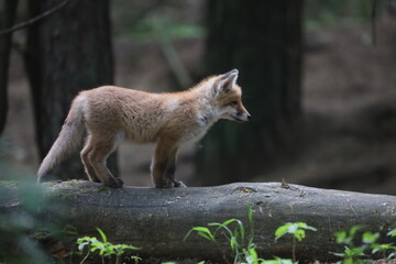 red fox cub