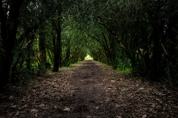 Fototapeta premium road in the forest