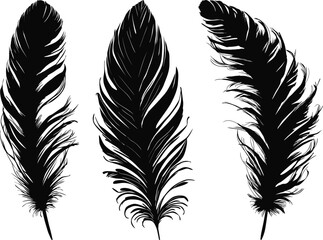 three medium black silhouettes of feathers isolated on white