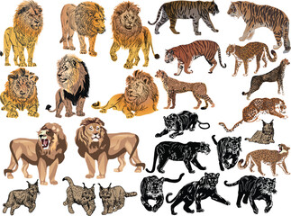 lions and tigers large collection isolated on white