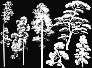 six white trees set isolated on black