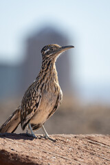 A roadrunner the an iconic landmark building from the downtown skyline of the city of Tucson Arizona in the background.  