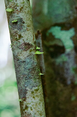 Native Tree Sprouts (Regenerating Woody Plant).