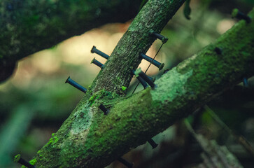 Black Screws Inserted into Moss-Covered Tree Branches.