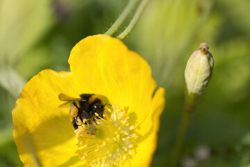 Bumblebee on Hypericum hircinum blossom, close-up of small bumblebee, legs with pollen basket, legs...