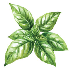 Watercolor Illustration of Fresh Basil Leaves Green and Vibrant