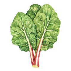 Watercolor Illustration of Fresh Chard with Red Stalks and Green Leaves (1)