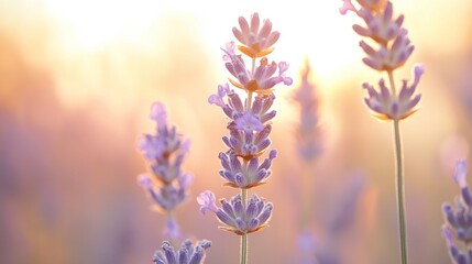 Naklejka premium Close-up of Blooming Lavender Flowers with a Serene and Golden Sunset Background