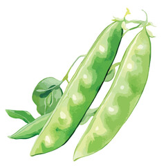Watercolor Illustration of Fresh Green Pea Pods with Leaves and Stems