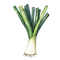 Watercolor Illustration of Fresh Leek with Green Leaves and Roots