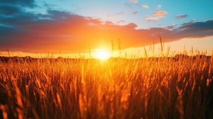 Fototapeta premium Golden Wheat Field at Sunset: A Captivating Landscape of Nature's Beauty
