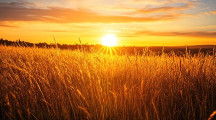 Obraz premium Golden wheat field basking in the warm glow of the setting sun landscape