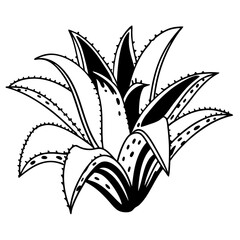 Aloe Vera Plant Vector Illustration Black and White Graphic Design