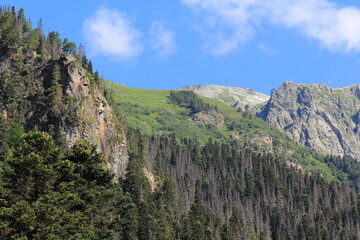coniferous forested slopes of the caucasian mountains in dombai midsummer