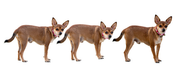 set of  brown and white purebred chihuahua puppies sit on a white background