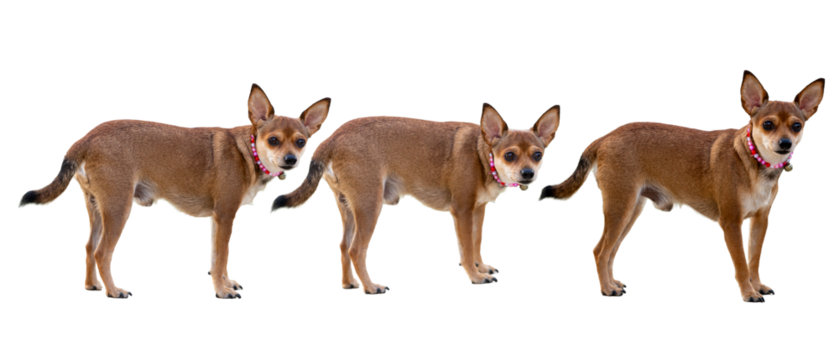 set of  brown and white purebred chihuahua puppies sit on a white background