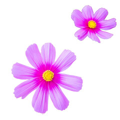Cosmos flowers isolated on white background. Floral design element.