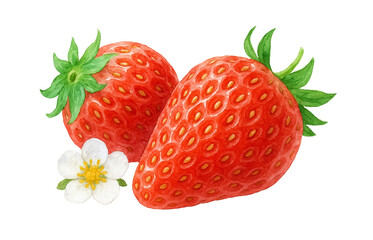 いちご 水彩 イラスト 白バック