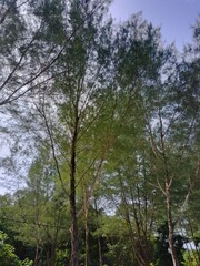 Tropical Casuarina Trees Under Clear Sky.A group of tall Casuarina trees reaching up under a clear blue sky. Captured in bright daylight, this image conveys a tropical, breezy, and peaceful natural