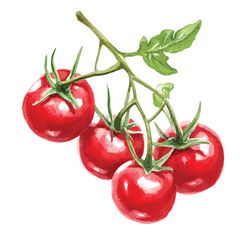 Watercolor Painting of a Vine of Four Ripe Red Cherry Tomatoes