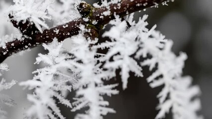 Magnificent snow crystals formed on tree branches capturing the delicate beauty of winter season, macro photography - Powered by Adobe