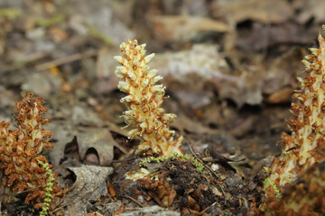 Cream-colored spike of flowers of an American Cancer Root (Conopholis americana) growing out of the forest floor. This parasitic plant lacks chorlophyll and cannot photosynthesize. 
